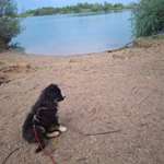 Hundestrand-Hundestrand am Guggi-Bild