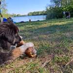 Hundestrand-Hundestrand am Guggi-Bild