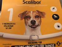 Zeckenhalsband ???-Beitrag-Bild