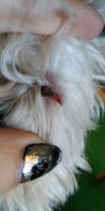 Krallenverletzung-Beitrag-Bild