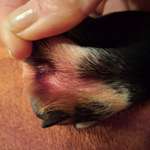 Pfoten knabbern-Beitrag-Bild