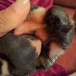 Pfoten knabbern-Beitrag-Bild