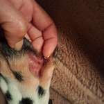 Pfoten knabbern-Beitrag-Bild