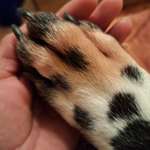 Pfoten knabbern-Beitrag-Bild