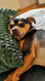 Tag des Hundes-Beitrag-Bild