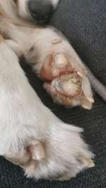 Pfoten verändert- entzündete Nagelbetten- Ballenveränderungen-Beitrag-Bild