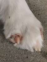 Pfoten verändert- entzündete Nagelbetten- Ballenveränderungen-Beitrag-Bild