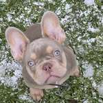 Ersteller:in Dominik Profilbild