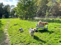 Hundeauslaufgebiet-Hundewiese Übach Ga-La-Pa-Bild