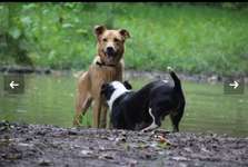 Hundeauslaufgebiet-Hundewiese Übach Ga-La-Pa-Bild