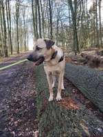 Hundeauslaufgebiet-Stelle-Bild