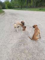 Hundeauslaufgebiet-Stelle-Bild