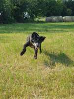 Mein hund Stasy ist ein Australien shepert Labrador mix auch ausidor genant-Beitrag-Bild