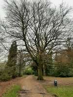 Hundeauslaufgebiet-von Halfern Park-Bild