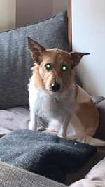 Suchmeldung-Bucki-Bild