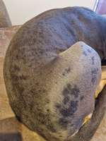 Flecken im Fell, Fellwechsel?-Beitrag-Bild