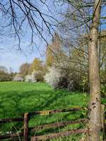 Hundeauslaufgebiet-An der Schönebecker Aue-Bild