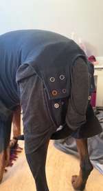 Alternative zum Halskragen nach OP. Body…-Beitrag-Bild