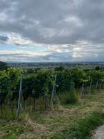 Hundeauslaufgebiet-Galgenberg Lahr / Sulz-Bild