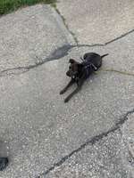 Hundeauslaufgebiet-Galgenberg Lahr / Sulz-Bild