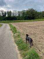 Hundeauslaufgebiet-Galgenberg Lahr / Sulz-Bild