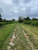 Hundeauslaufgebiet-Galgenberg Lahr / Sulz-Bild