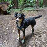 Suchmeldung-Molly-Bild
