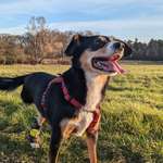 Suchmeldung-Molly-Bild