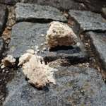 Könnte das ein Giftköder sein?-Beitrag-Bild