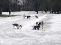 Hundeauslaufgebiet-Hirschgarten-Bild