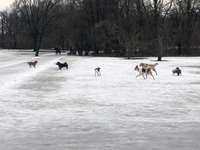 Hundeauslaufgebiet-Hirschgarten-Bild