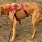 Suchmeldung-Mino-Bild