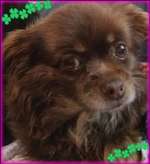 Suchmeldung-Pepsi-Bild