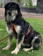 Suchmeldung-Dana-Bild