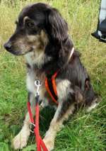 Suchmeldung-Dana-Bild