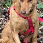 Suchmeldung-Mino-Bild