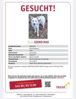 Suchmeldung-Gismo-Bild