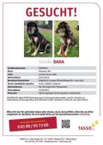 Suchmeldung-Dana-Bild