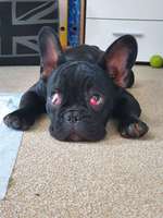 Cherry Eye bei franz. Bulldogge-Beitrag-Bild