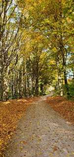 Hundeauslaufgebiet-Wanderparkplatz Höger Forst-Bild