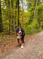 Hundeauslaufgebiet-Wanderparkplatz Höger Forst-Bild