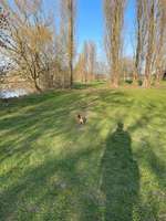 Hundeauslaufgebiet-Zellerau Mainwiesen-Bild