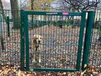 Hundeauslaufgebiet-Rathenauplatz-Bild