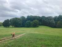 Hundeauslaufgebiet-Decksteiner Weiher (Lindenthal)-Bild