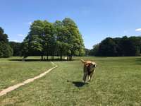 Hundeauslaufgebiet-Adenauerweiher-Bild