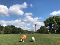 Hundeauslaufgebiet-Innerer Grüngürtel/Aachener Str.-Bild
