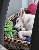 32. Handy Fotochallenge - Dein Hund im Land der Träume-Beitrag-Bild