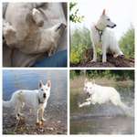 4. Fotochallenge Collagen - 4 Positionen -Liegen, Sitzen, Stehen und Laufen-Beitrag-Bild