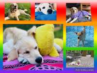 16. Collagen-Challenge  "Dein Hund ganz bunt - bring Farbe ins Spiel"-Beitrag-Bild