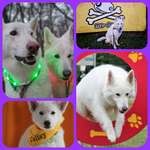 16. Collagen-Challenge  "Dein Hund ganz bunt - bring Farbe ins Spiel"-Beitrag-Bild